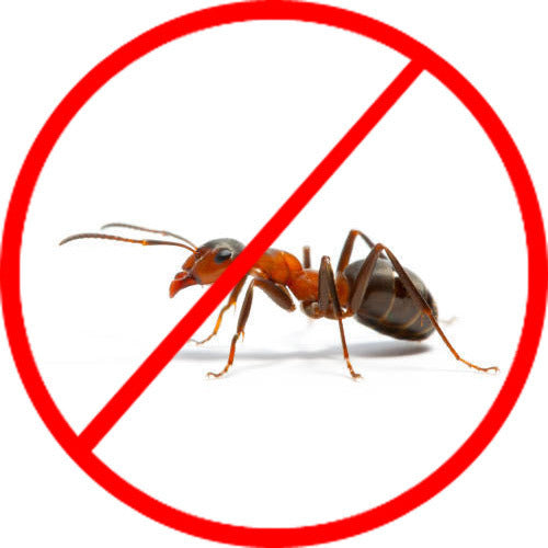 Ants Treatment