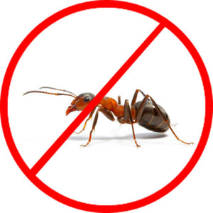 Ants Treatment