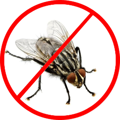 Fly Treatment