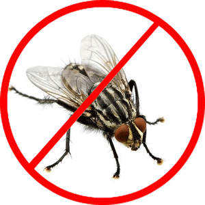 Fly Treatment